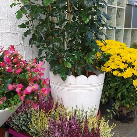 Casa de hóspedes Haus Bernhardt-fromm