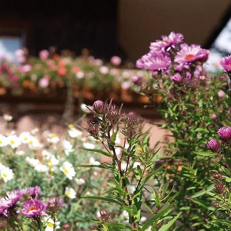 Haus Bernhardt-fromm Gæstehus St. Blasien